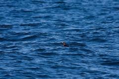 Cerorhinca monocerata