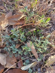 Astragalus nuttallianus austrinus
