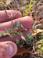 Astragalus nuttallianus austrinus