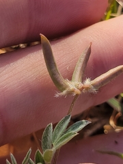 Astragalus nuttallianus austrinus