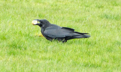 Corvus corax