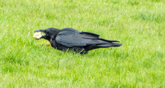 Corvus corax