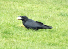 Corvus corax