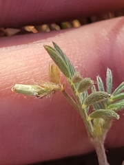 Astragalus nuttallianus austrinus