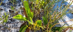 Mairia coriacea