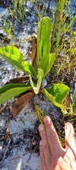 Mairia coriacea