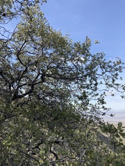 Quercus × alvordiana