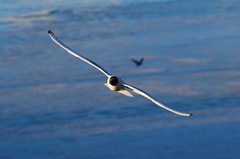 Chroicocephalus ridibundus