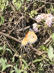 Danaus chrysippus dorippus