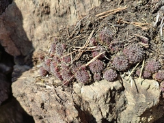 Sempervivum pittonii