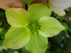 Helleborus viridis