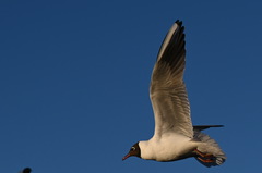 Chroicocephalus ridibundus