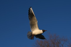 Chroicocephalus ridibundus