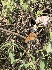 Danaus chrysippus dorippus