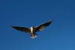 Chroicocephalus ridibundus