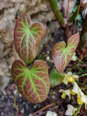 Epimedium × versicolor
