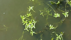 Callitriche brutia