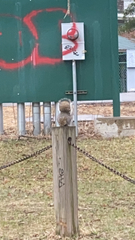 Sciurus carolinensis