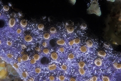 Umimayanthus parasiticus