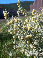 Artemisia macrocephala