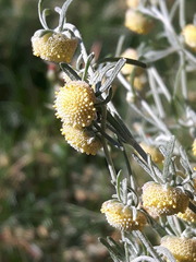 Artemisia macrocephala