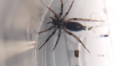 Drassyllus