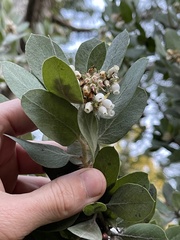 Arctostaphylos nortensis