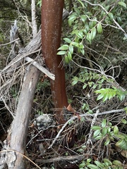 Arctostaphylos nortensis