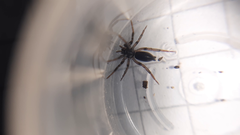 Drassyllus