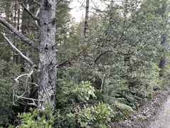 Arctostaphylos nortensis