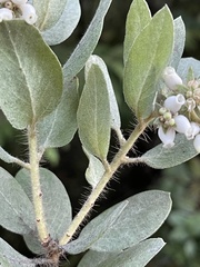 Arctostaphylos nortensis