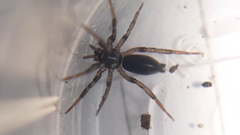Drassyllus