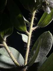 Arctostaphylos nortensis