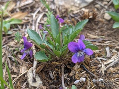 Viola egglestonii