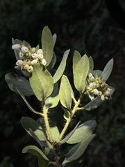 Arctostaphylos nortensis
