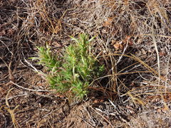 Castilleja sessiliflora