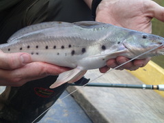 Calophysus macropterus