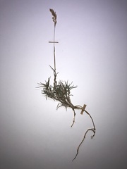 Trisetum distichophyllum