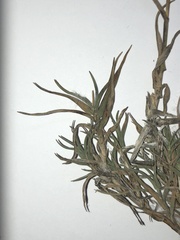 Trisetum distichophyllum