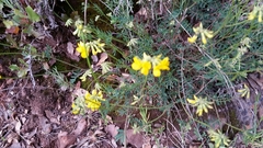 Coronilla juncea