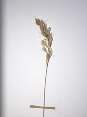 Trisetum distichophyllum