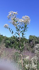 Austroeupatorium inulifolium