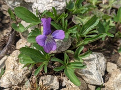 Viola egglestonii