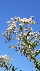 Austroeupatorium inulifolium