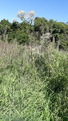 Austroeupatorium inulifolium