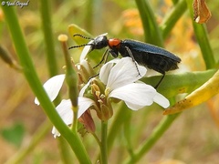 Alosimus syriacus syriacus
