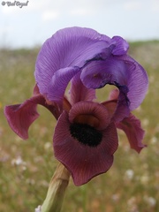 Iris mariae