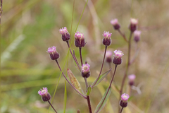 Erigeron acris kamtschaticus