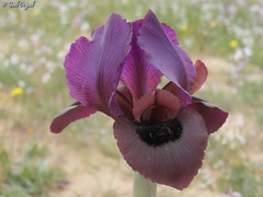 Iris mariae