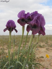 Iris mariae